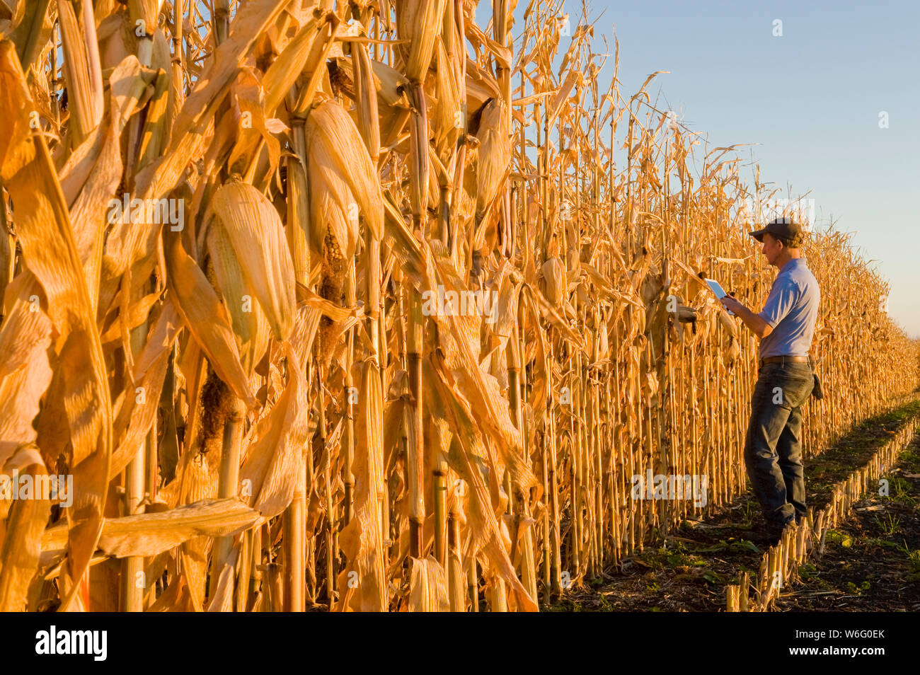 Ein Landwirt mit einer Tablette untersucht ein Getreide-/Futtermaisfeld in der Nähe von Niverville; Manitoba, Kanada Stockfoto