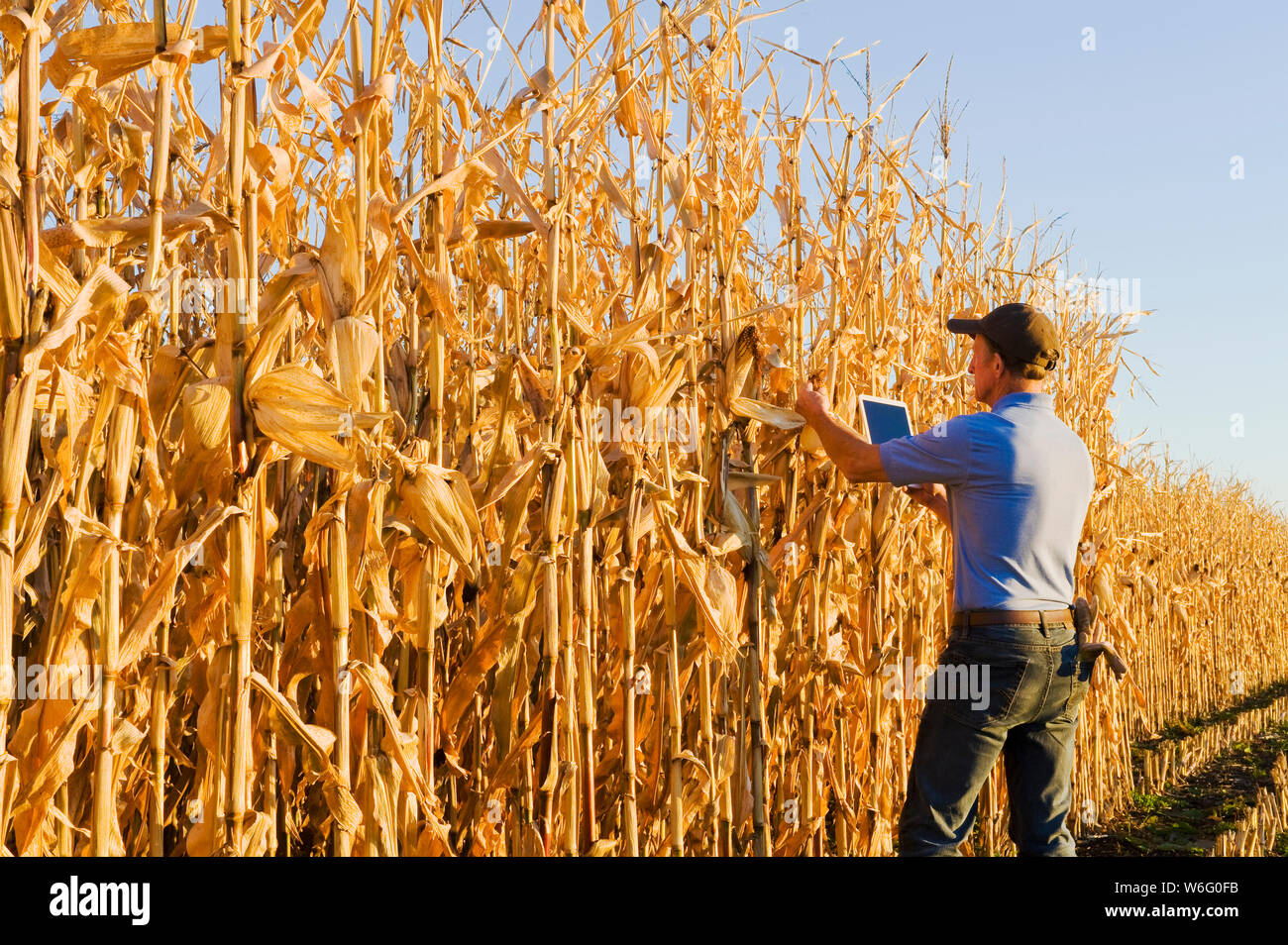 Ein Landwirt mit einer Tablette untersucht ein Getreide-/Futtermaisfeld in der Nähe von Niverville; Manitoba, Kanada Stockfoto