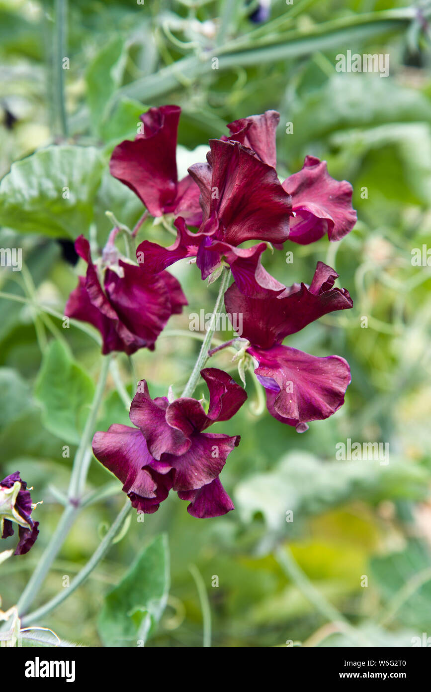 Sweet pea Blumen, Auswahl Lovejoy Stockfoto