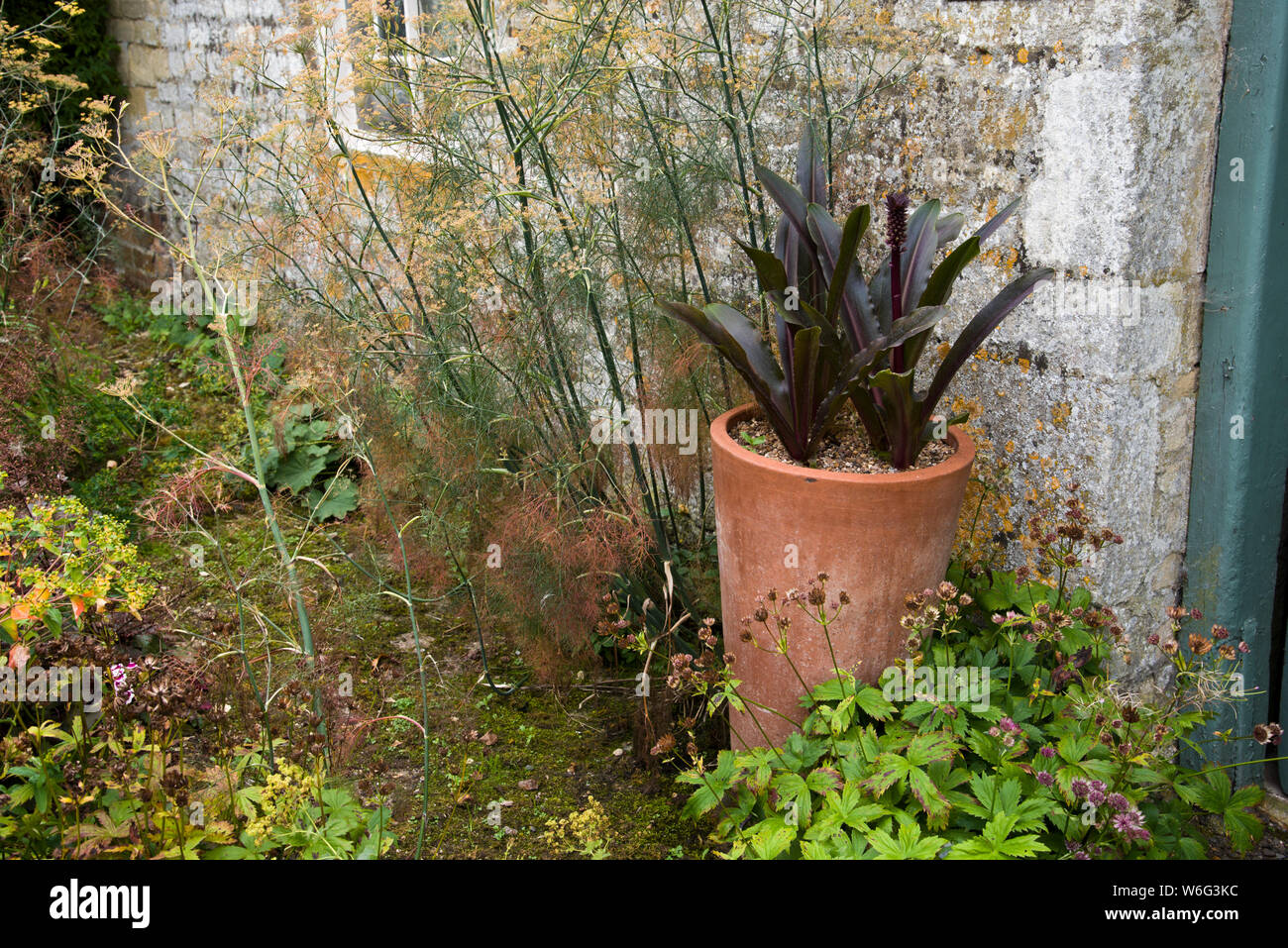 Dekorative Blattpflanzen Stockfoto