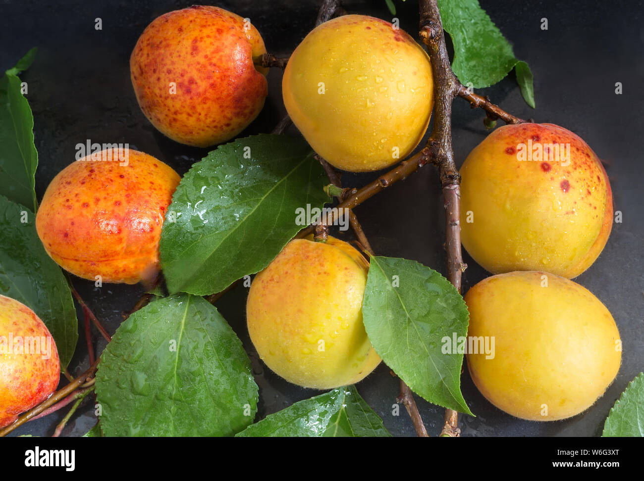 Auf einem dunklen Hintergrund Aprikose Zweig mit großen reifen Früchten und grünen Blättern. Stockfoto
