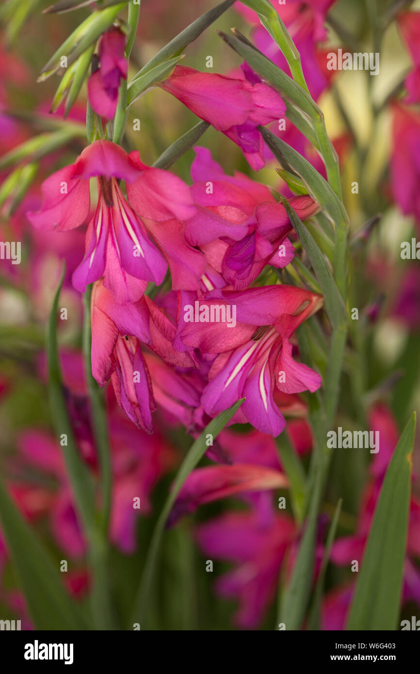Gladiolus communis Subsp byzantinus Stockfoto