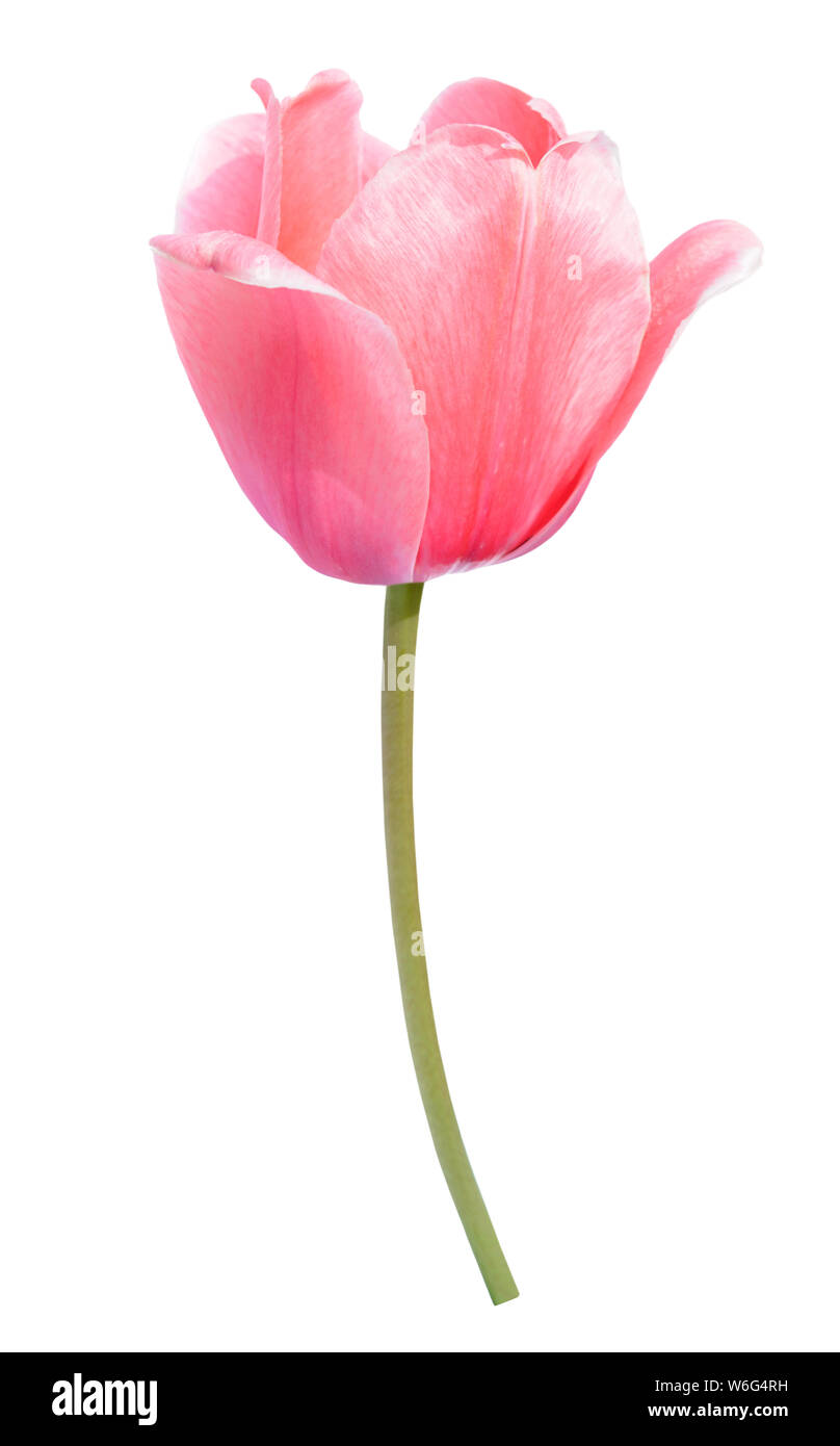 einzigen rosa Tulpe isoliert auf weißem Hintergrund Stockfoto