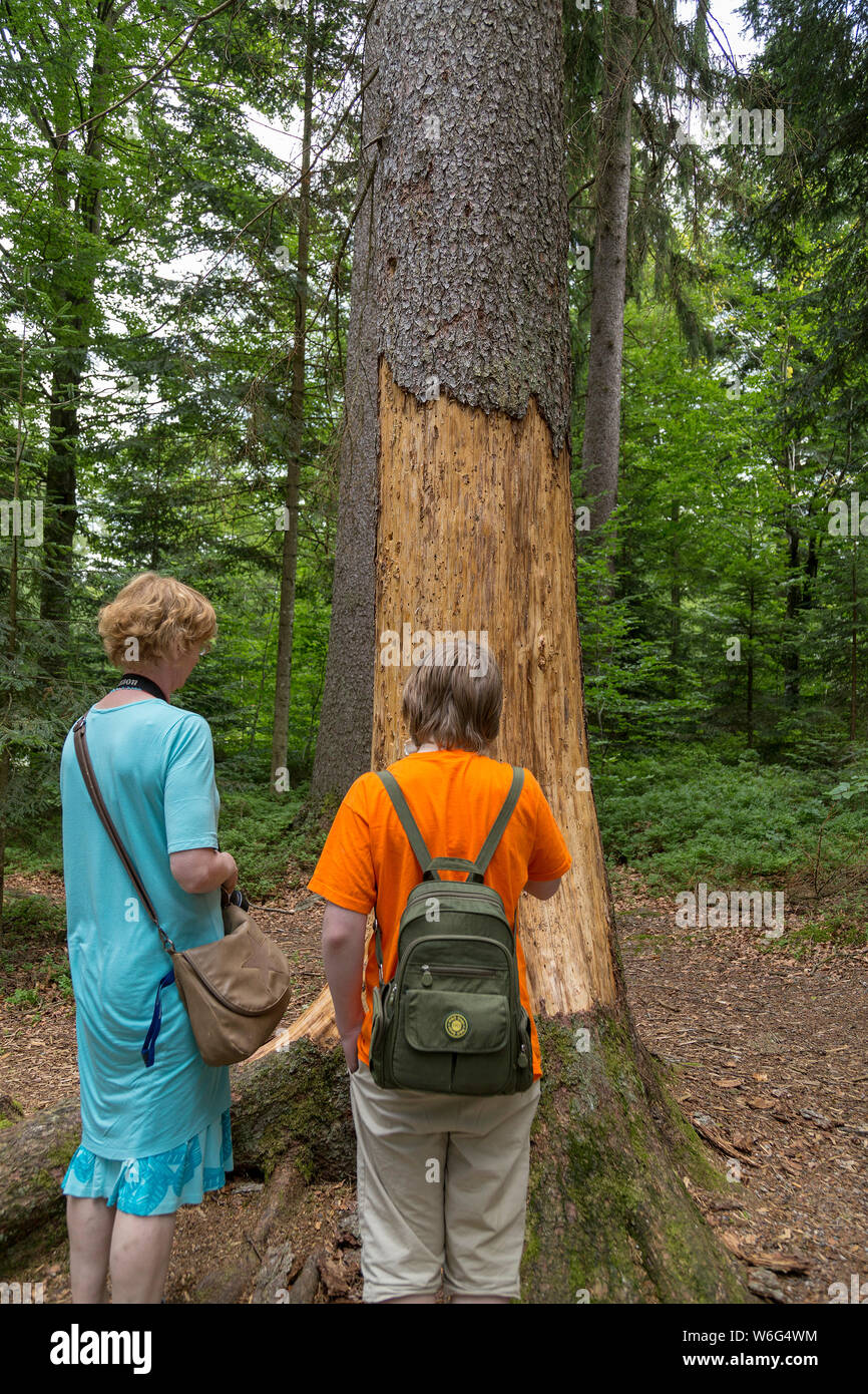 Mutter und Sohn am Baum durch Borkenkäfer, Neuschönau, Nationalpark Bayerischer Wald, Bayern befallen suchen, Deutschland Stockfoto