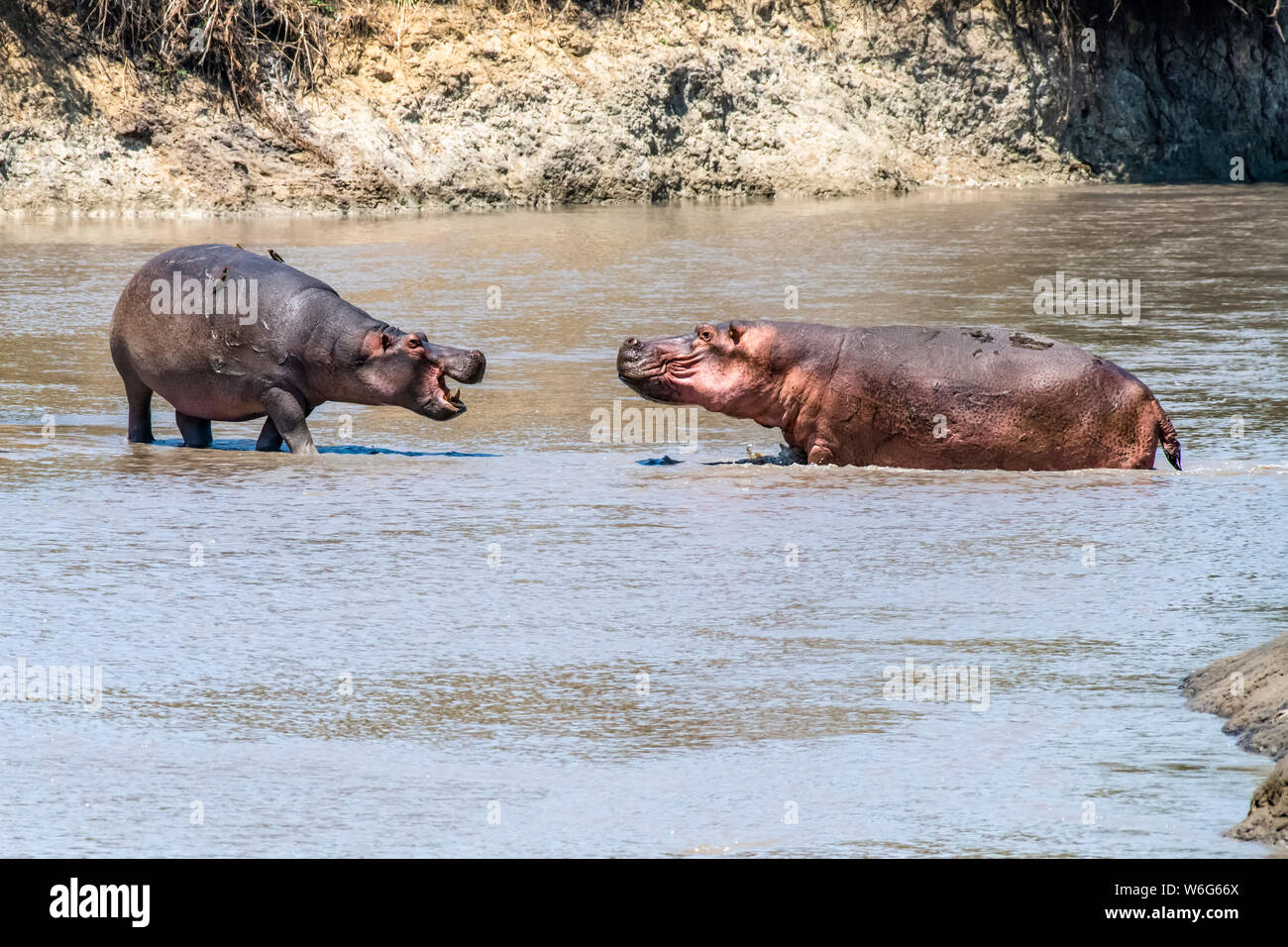 Zwei Hippopotamus (Hippopotamus amphibisch) stehen aggressiv im flachen Wasser im Katavi Nationalpark; Tansania Stockfoto