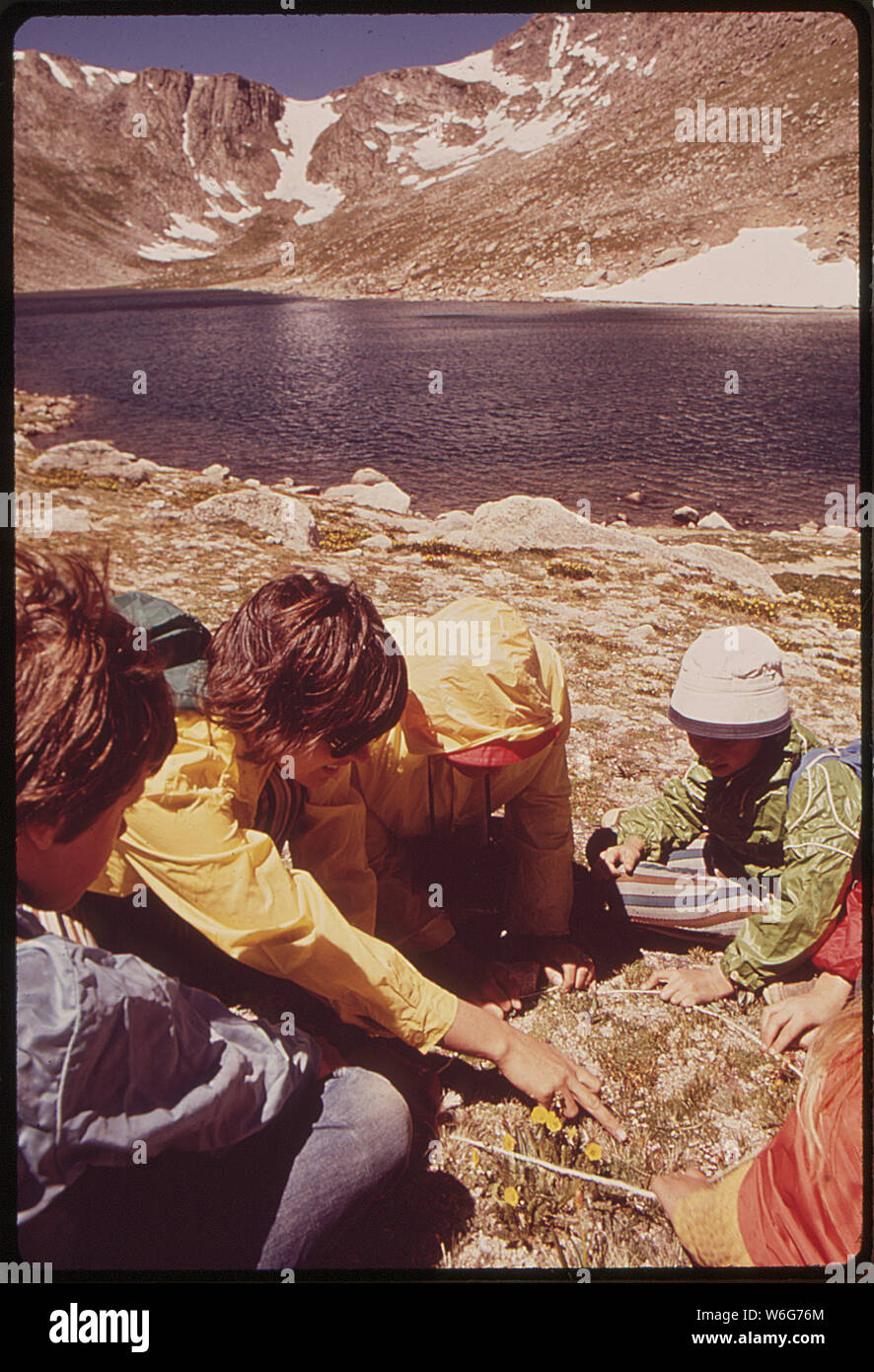 DENVER PUBLIC SCHOOL KINDER AUF SOMMER ÖKOLOGIE EXKURSION STUDIE NATÜRLICHE UMWELT. Hier studieren sie PFLANZEN IN DER TUNDRA (über 12.000 Fuß hoch) DER ROCKY MOUNTAINS. Stockfoto