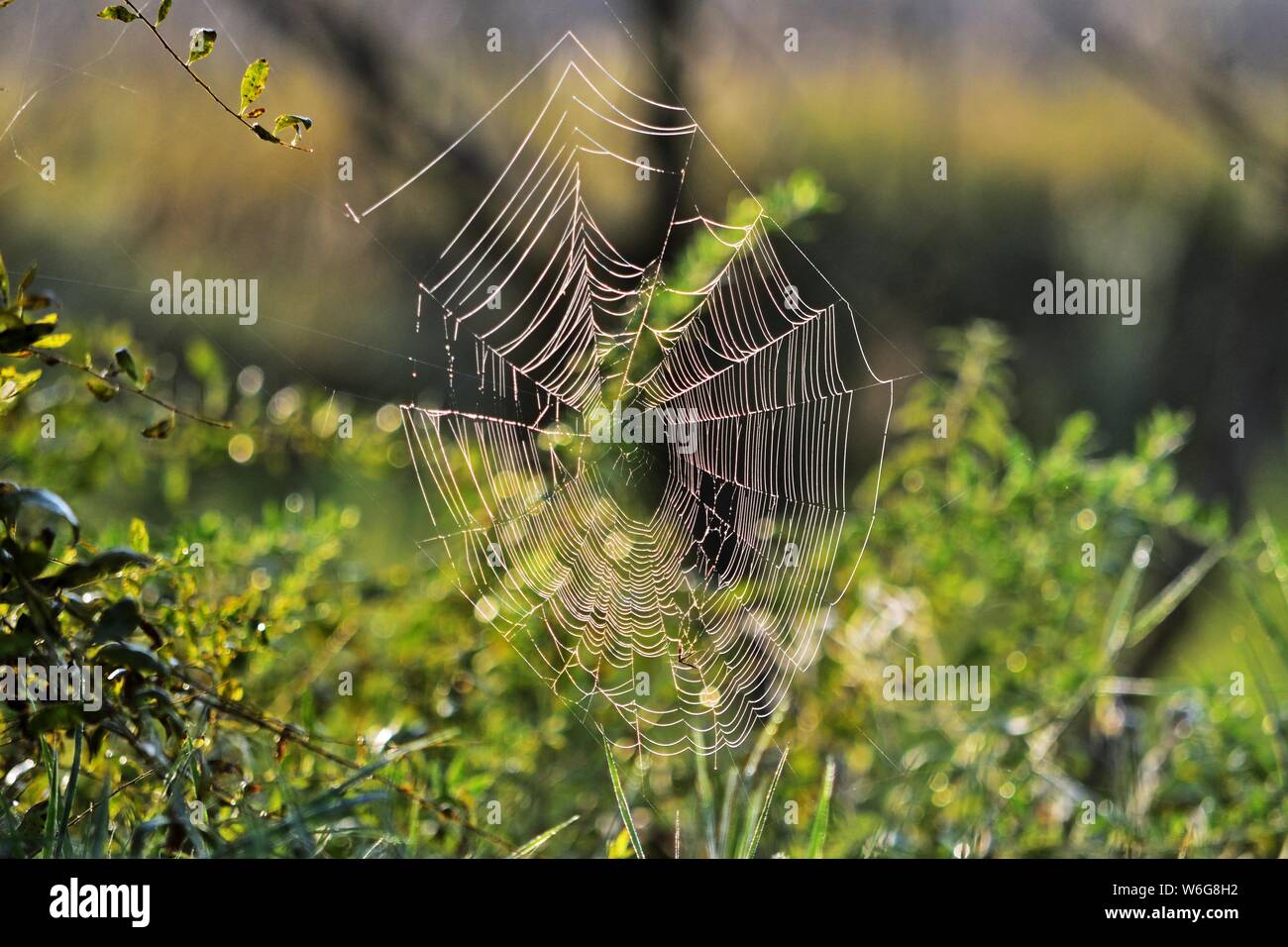 Spinnennetz bedeckt im Morgentau in Pacsmag seen Naturpark Stockfoto
