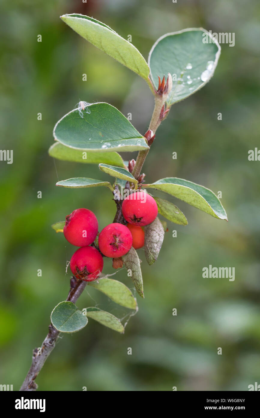 Gewöhnliche Zwergmispel, Felsen-Zwergmispel, Zwergmispel, Früchte, Beeren, Cotoneaster integerrimus, Wild Cotoneaster, common Cotoneaster, Cotoneaster Stockfoto