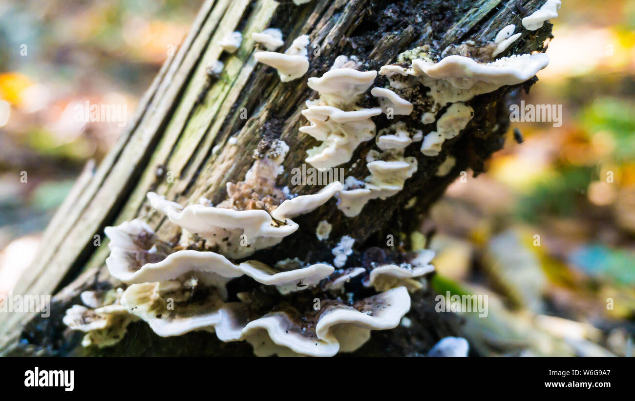 Weisser pilz auf baumrinde Fotos und Bildmaterial in hoher Auflösung