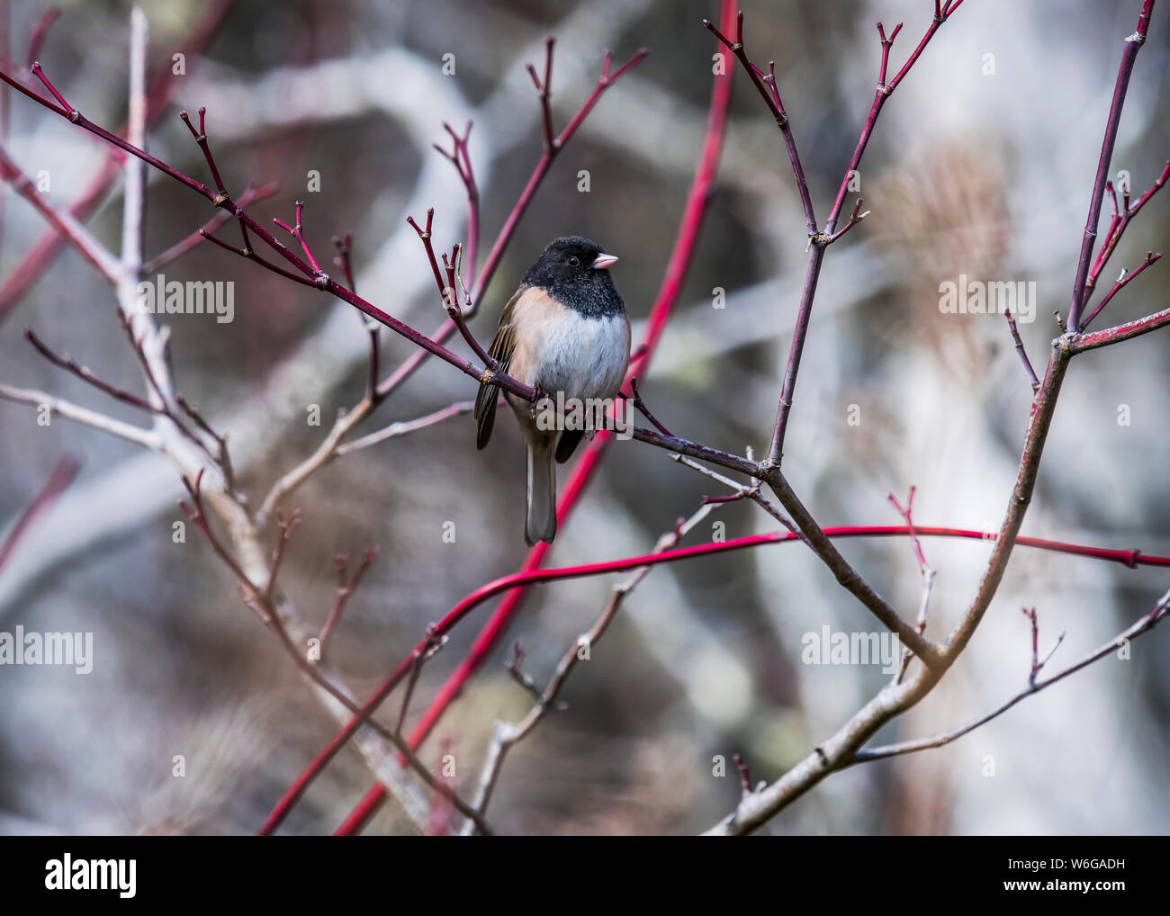 Ein dunkeläugiger Junco (Junco hyemalis), der in einem Dogwood Strauch steht; Astoria, Oregon, USA Stockfoto