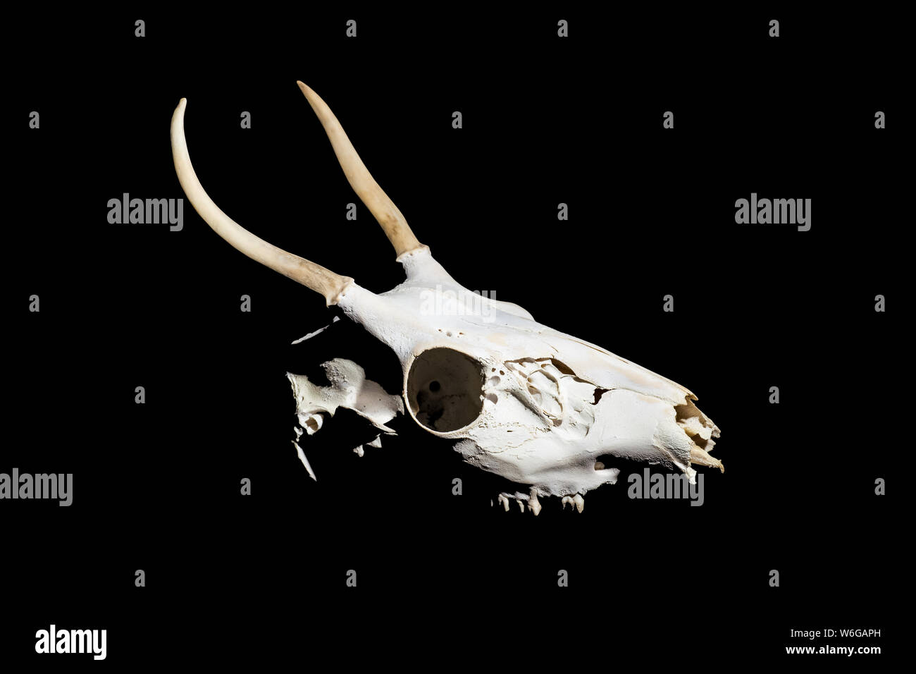 Hirschschädel mit Geweih auf schwarzem Hintergrund Stockfoto