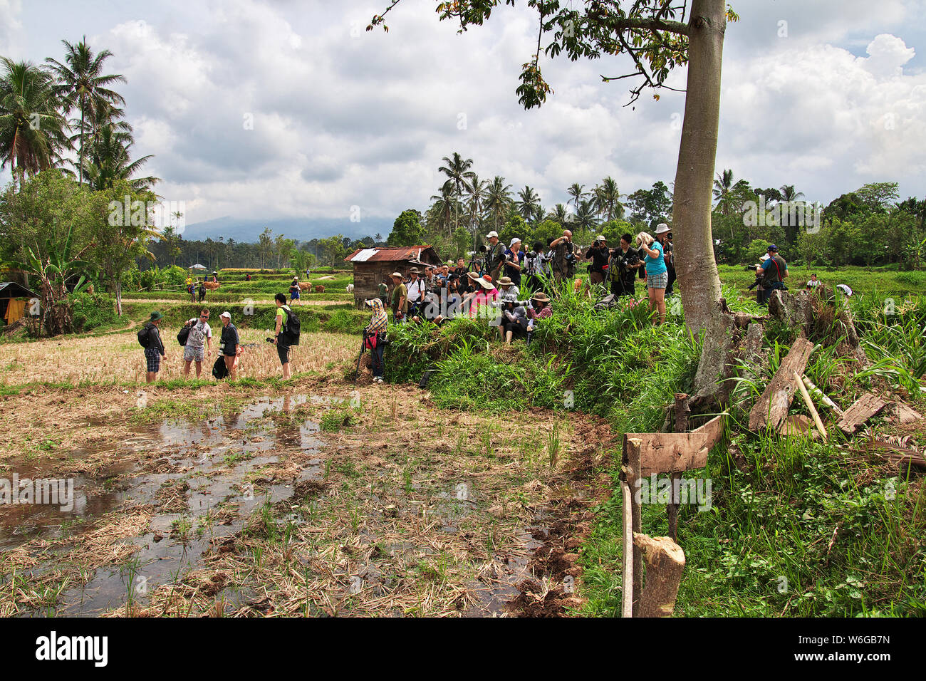 Padang, Indonesien - 30. Jun 2016. Festival Aufwachraum Jawi (die Bull Racing) im Dorf in der Nähe von Padang, Indonesien Stockfoto