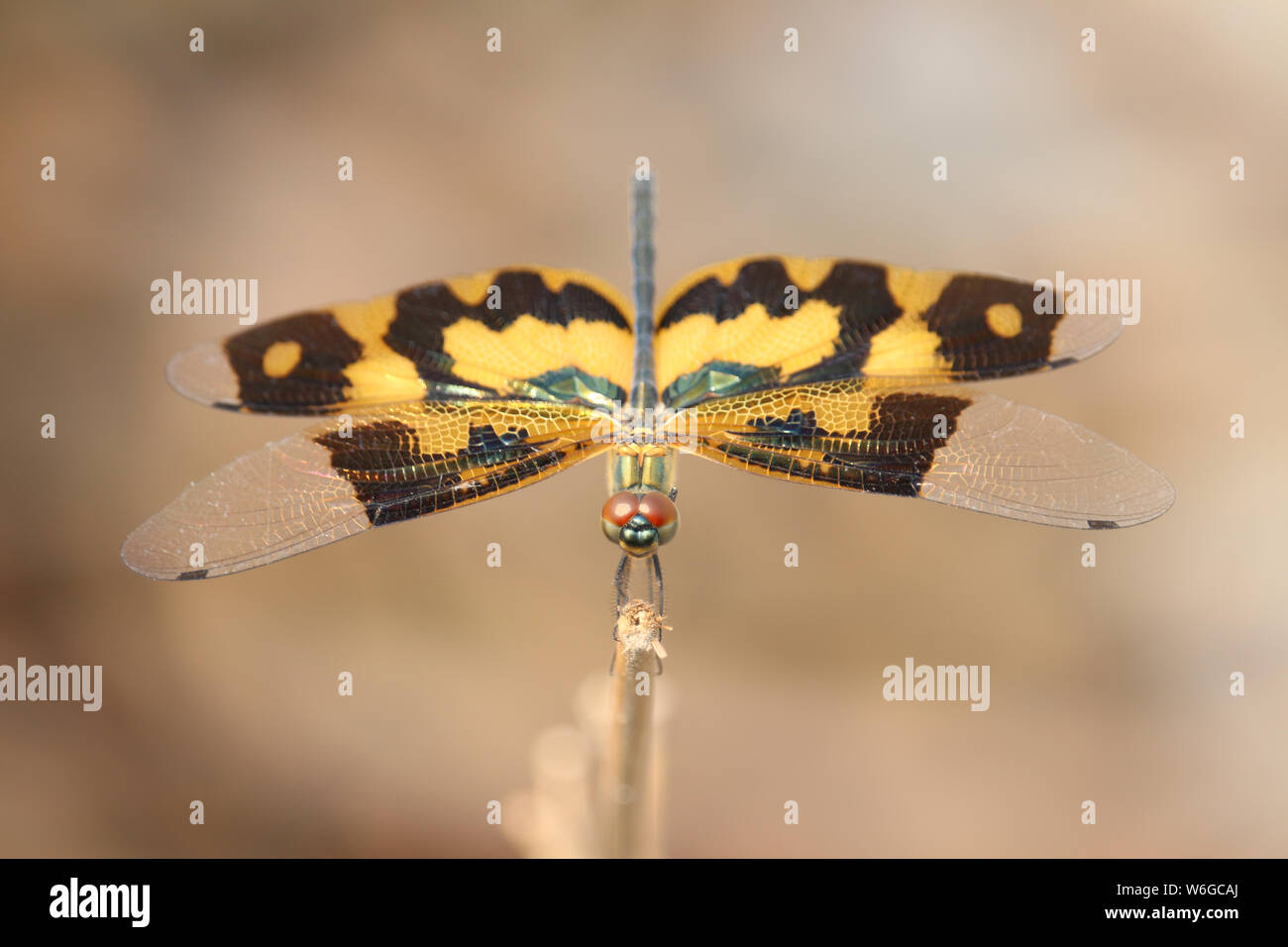 Bunte Libelle mit coolen Hintergrund. Stockfoto