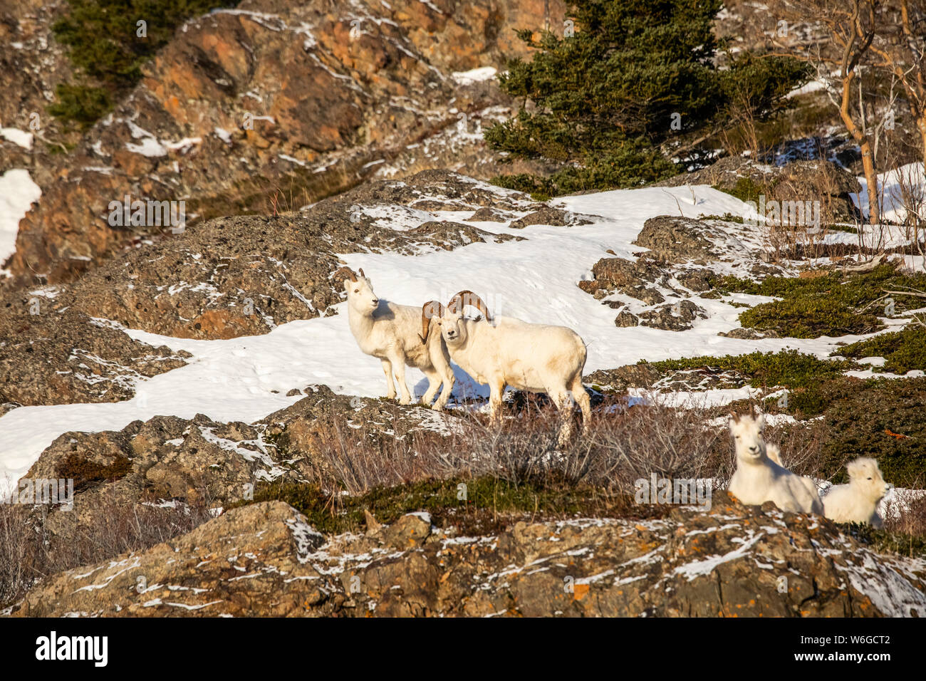 Dall Schaframme (Ovis dalli) mit Mutterschafe, Denali National Park und Preserve; Alaska, Vereinigte Staaten von Amerika Stockfoto