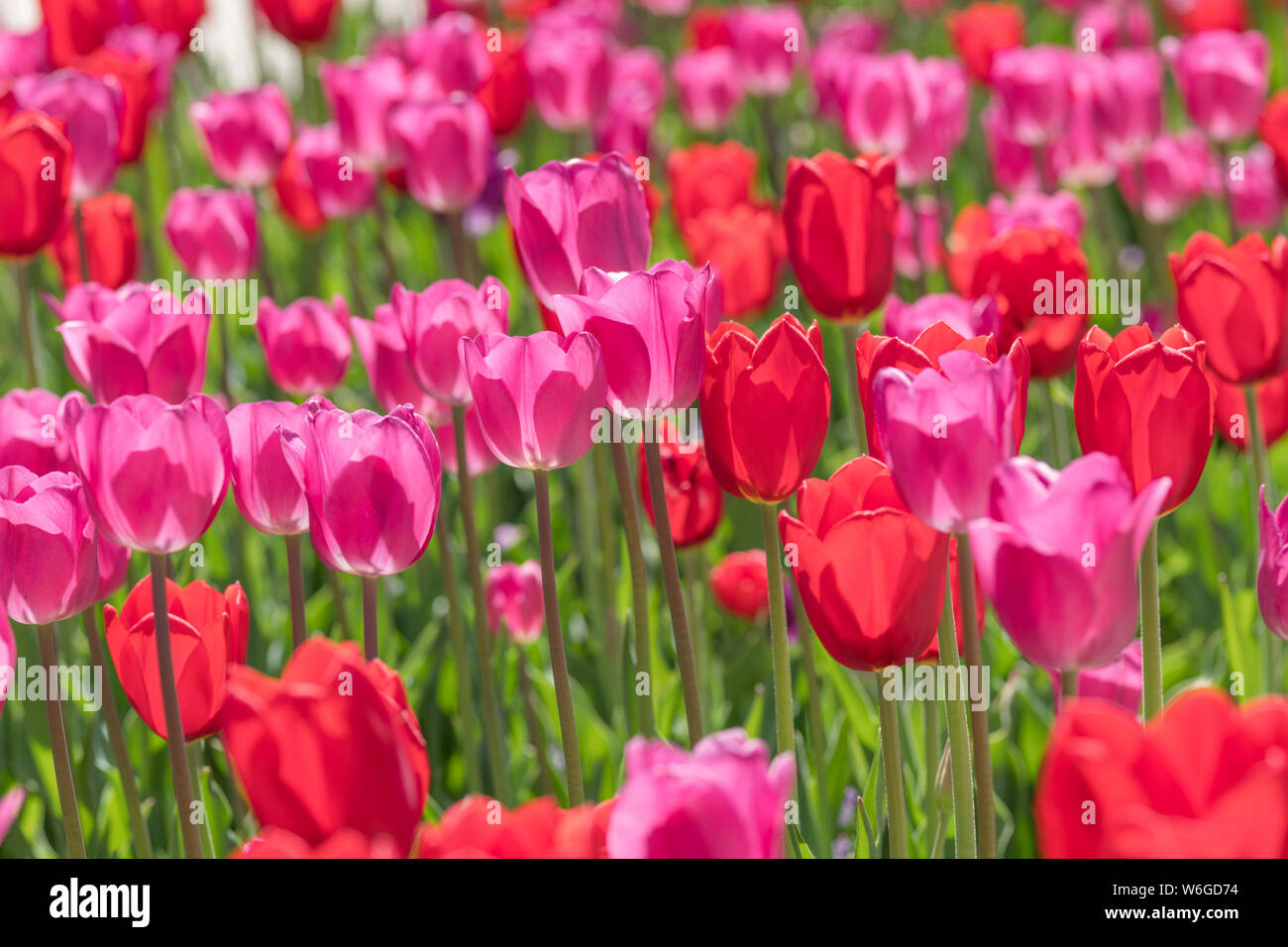 Frühling Tulpe Feld - einer beleuchteten Blick auf hellen roten und rosa Tulpe Blumen blühen im Frühling Sonne. Denver Botanic Gardens, Colorado, USA. Stockfoto