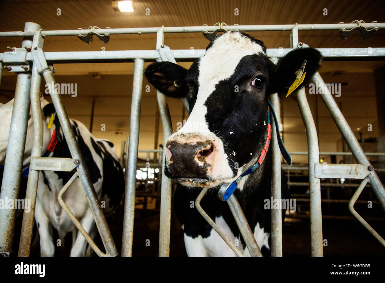 Holstein-Milchkuh blickt auf die Kamera, während sie in einer Reihe entlang der Schiene einer Futterstation auf einer robotischen Milchviehfarm, nördlich von Edmonton, steht Stockfoto