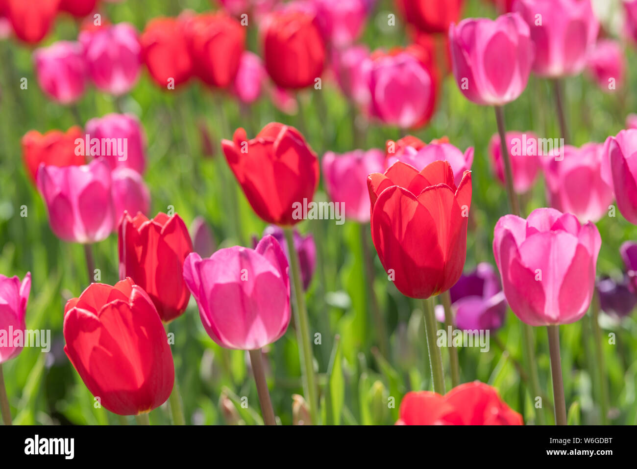 Rote Tulpen - eine Nahaufnahme und beleuchteten Blick auf hellen roten und rosa Tulpe Blumen blühen im Frühling Sonne. Denver Botanic Gardens, Colorado, USA. Stockfoto