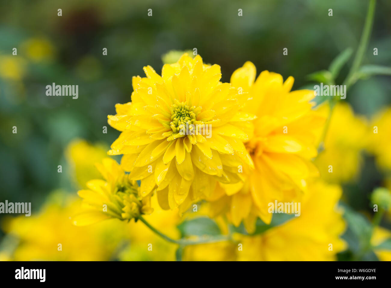 Rudbeckien baumannii gelbe Blüten Nahaufnahme Stockfoto
