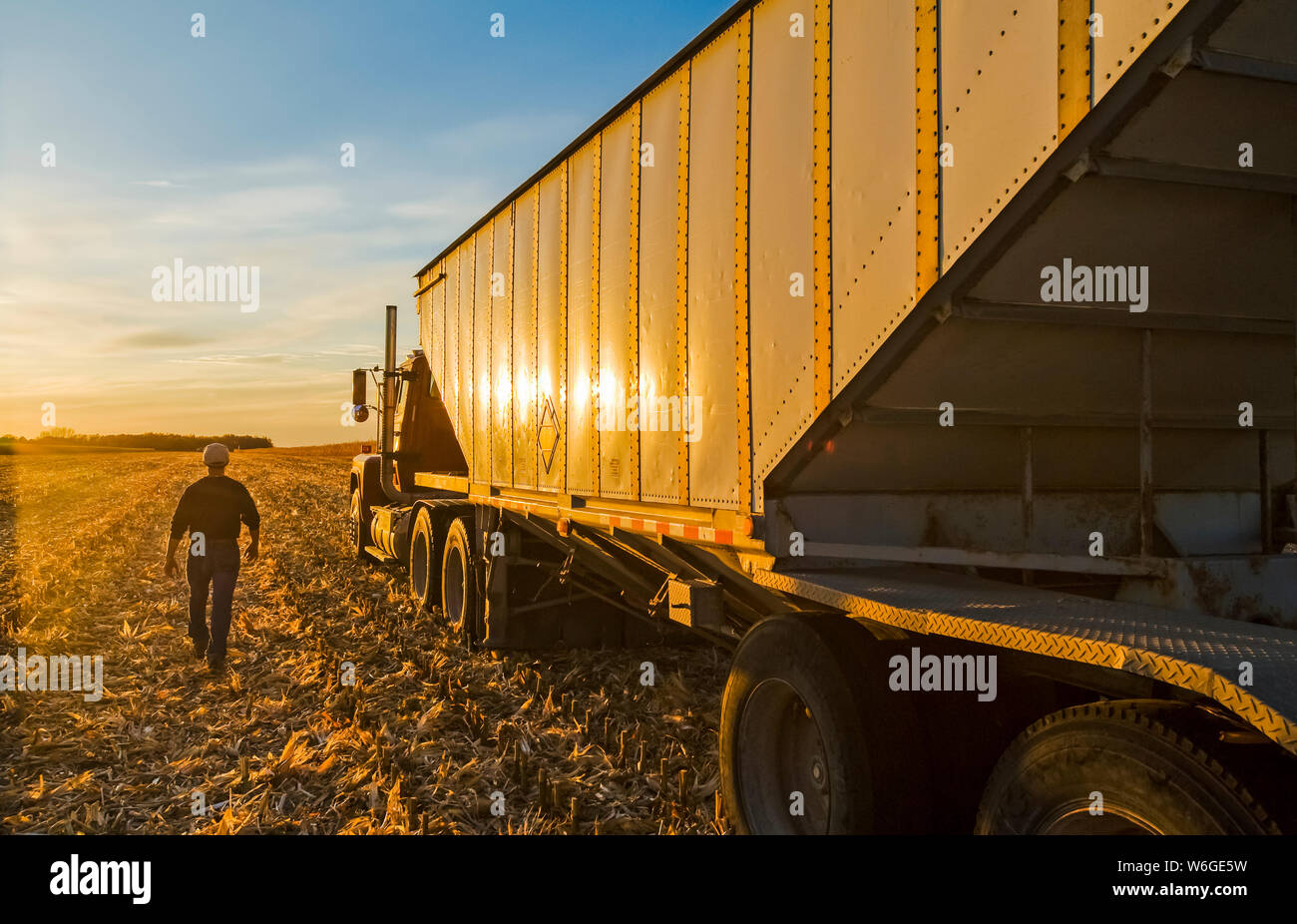 Ein Landwirt geht bei Sonnenuntergang zu seinem Farmwagen während der Futter-/Getreideernte, in der Nähe von Niverville; Manitoba, Kanada Stockfoto