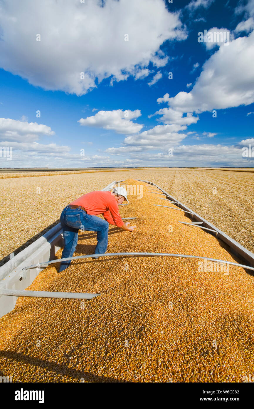 Ein Landwirt überprüft während der Ernte seine Ernte von Futter-/Getreidekörnern auf der Rückseite eines Farmwagens in der Nähe von Niverville; Manitoba, Kanada Stockfoto