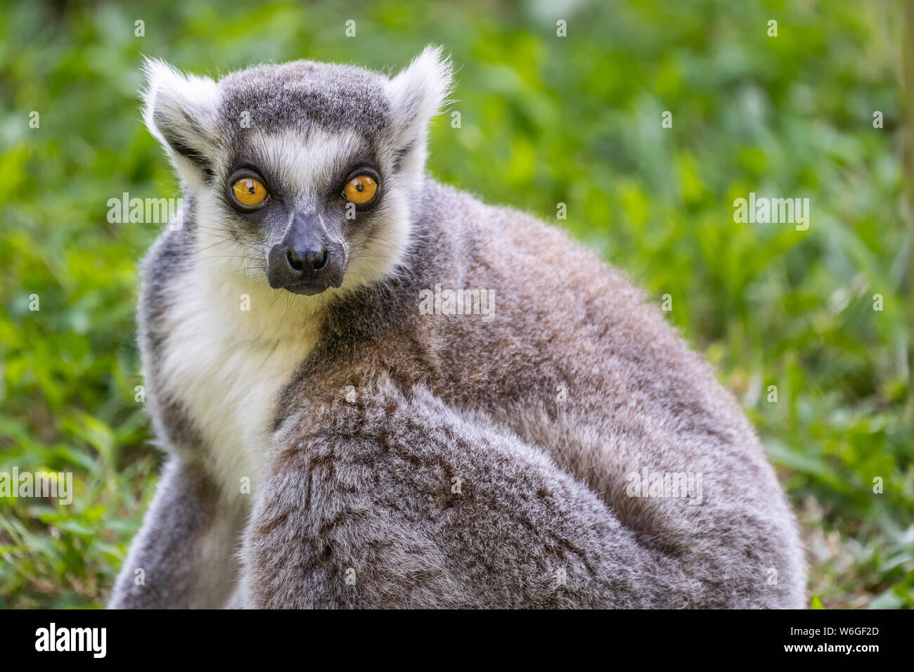 Ring-tailed Lemur Stockfoto
