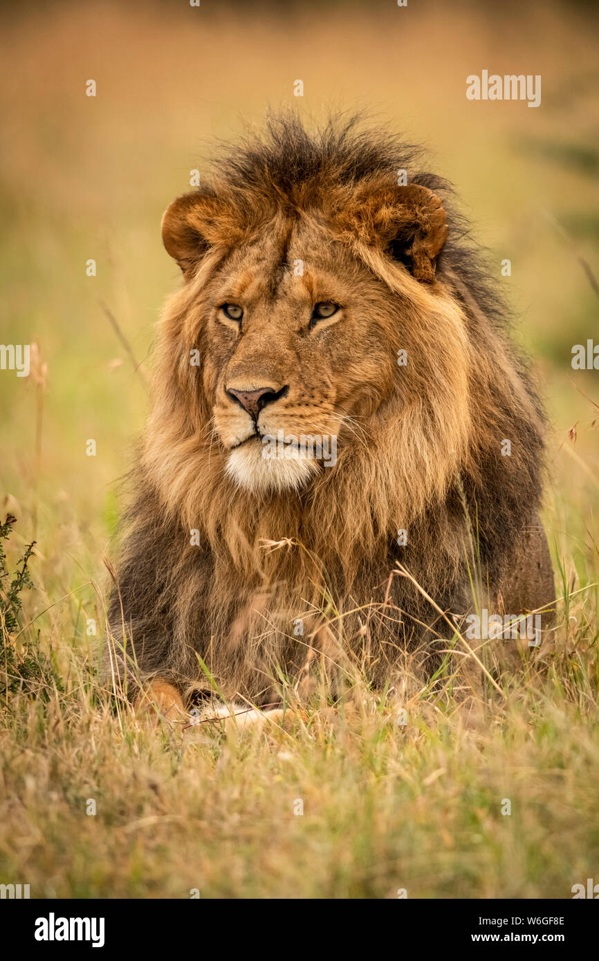 Männlicher Löwe (Panthera leo) liegt im Gras starrt links, Serengeti Nationalpark; Tansania Stockfoto