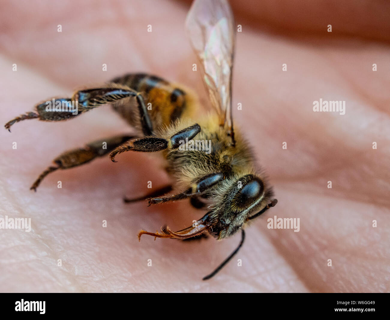 Detaillierte Makro einer Biene auf der menschlichen Hand, zeigt Honey Bee Sterblichkeit Stockfoto