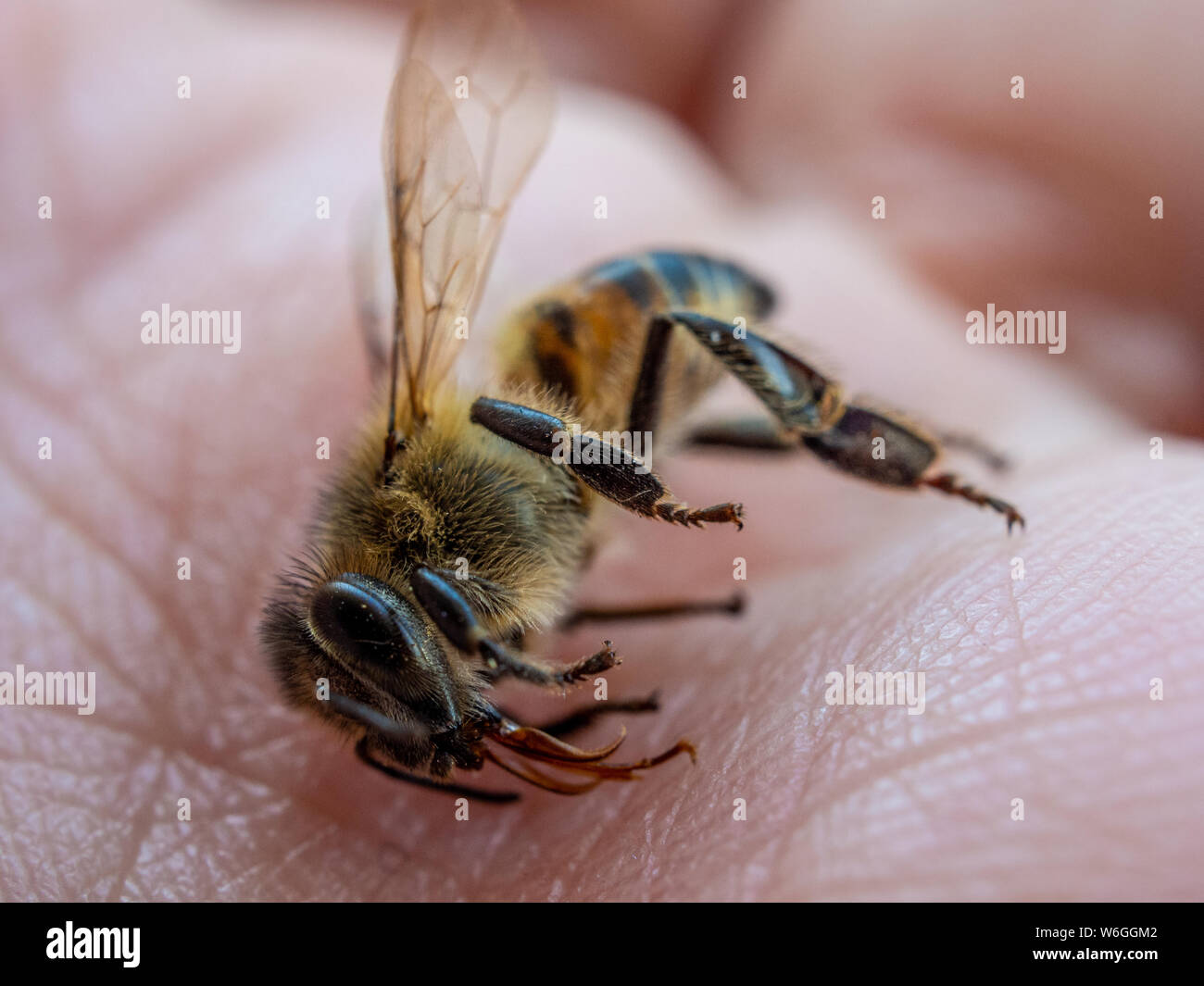 Detaillierte Makro einer Biene auf der menschlichen Hand, zeigt Honey Bee Sterblichkeit Stockfoto