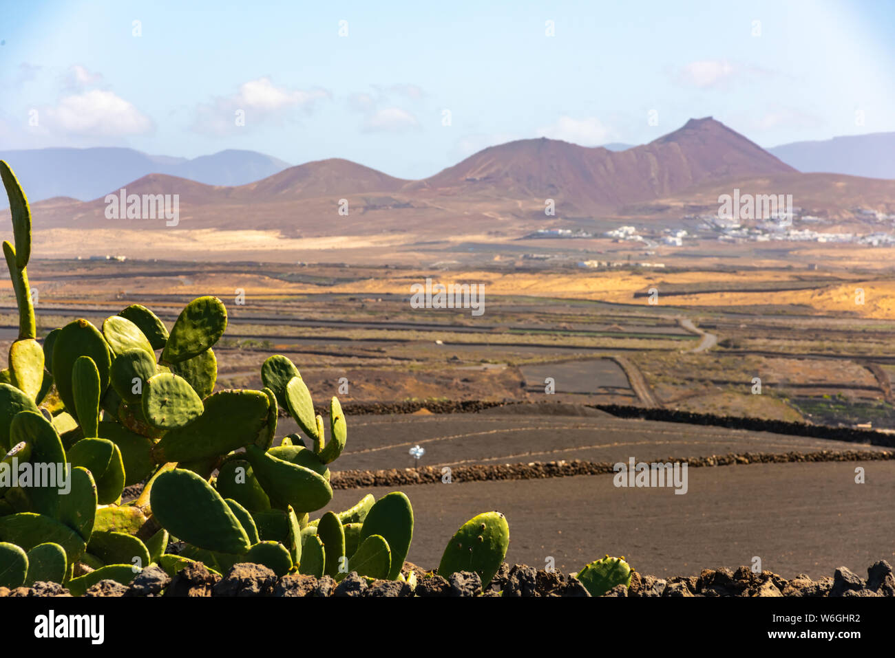 Trockene vulkanischen ccultivated Felder und Kaktus Lanzarote Spanien. Stockfoto