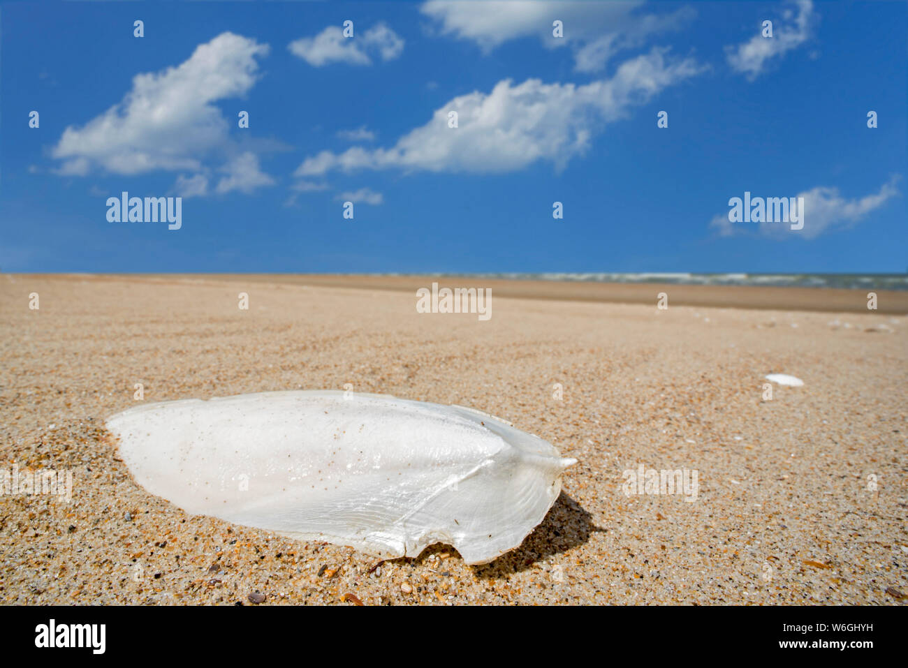 Cuttlebone gewaschen an Land am Sandstrand, Auftrieb Orgel und innere Schale der Gemeinsamen Europäischen Tintenfisch/cuttles (Sepia officinalis) Stockfoto