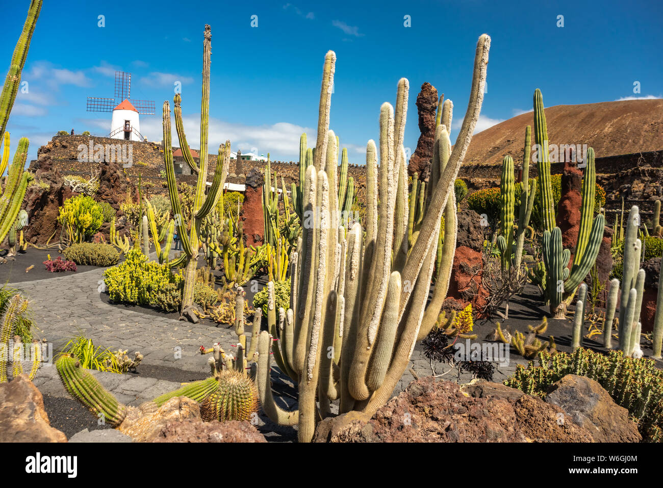 Tropischen Kaktusgarten in Guatiza Dorf, Lanzarote, Kanarische Inseln, Spanien Stockfoto