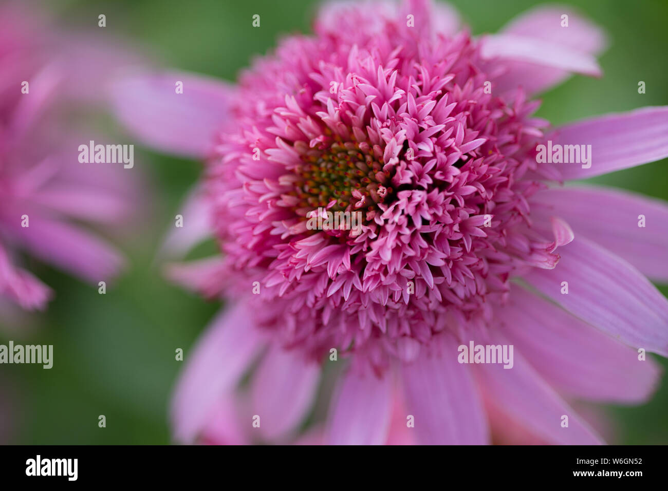 Gerber Daisy Nahaufnahme, Ansicht von oben Stockfoto