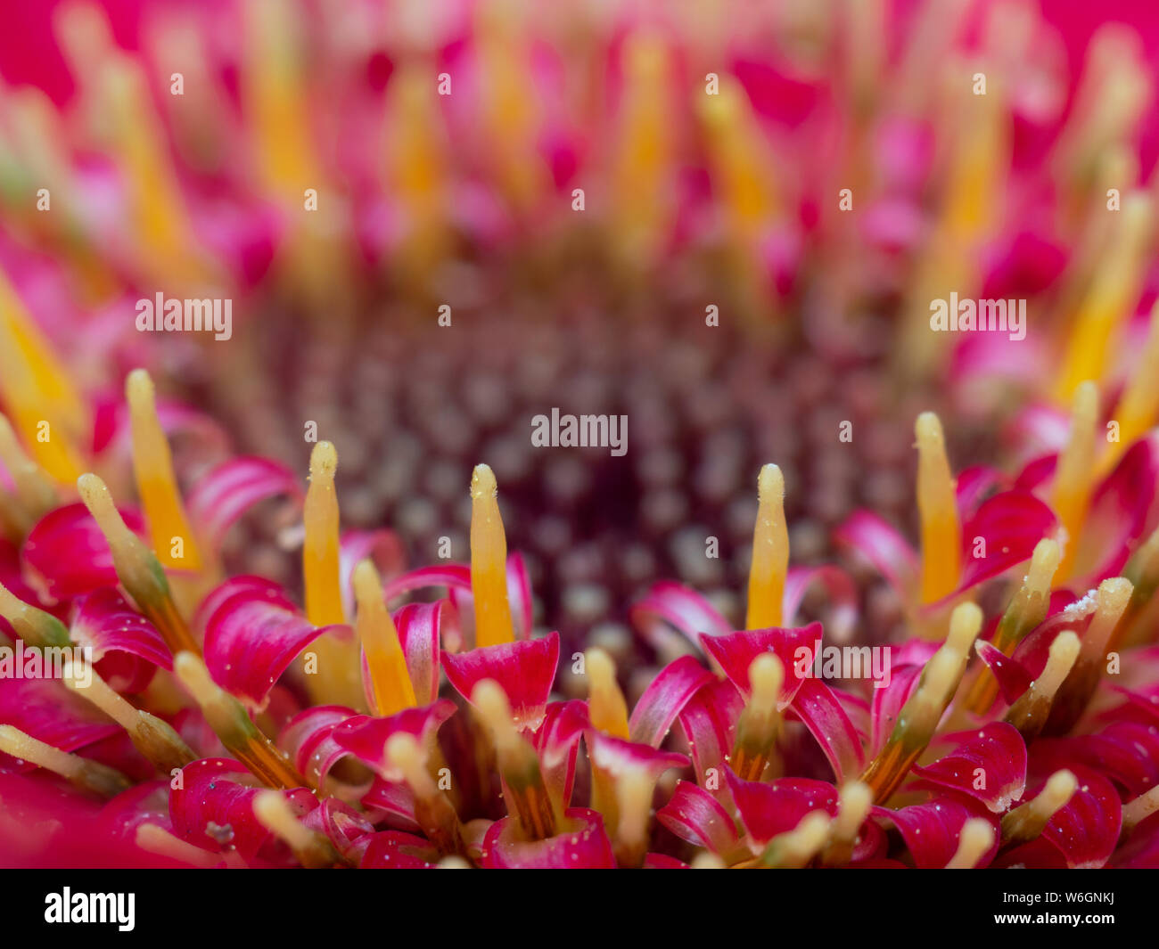 Extreme Makro zeigt die Blüte im Detail Stockfoto