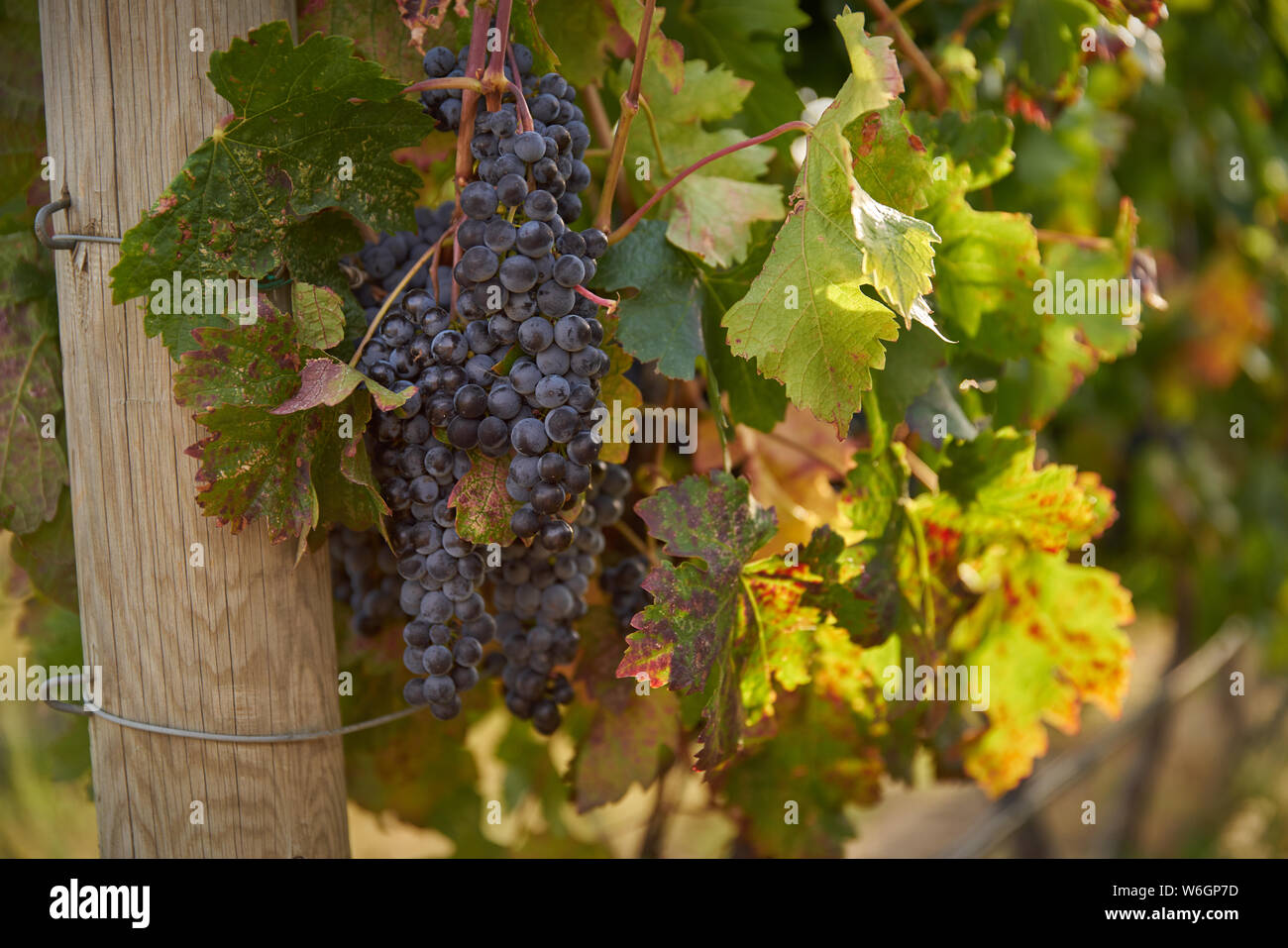 Cluster von roten Weintrauben. Reife Trauben rote Trauben hängen an der Rebe in einem Weinberg bereit geerntet zu werden. Okanagan Valley in der Nähe von Osoyoos, British Col Stockfoto