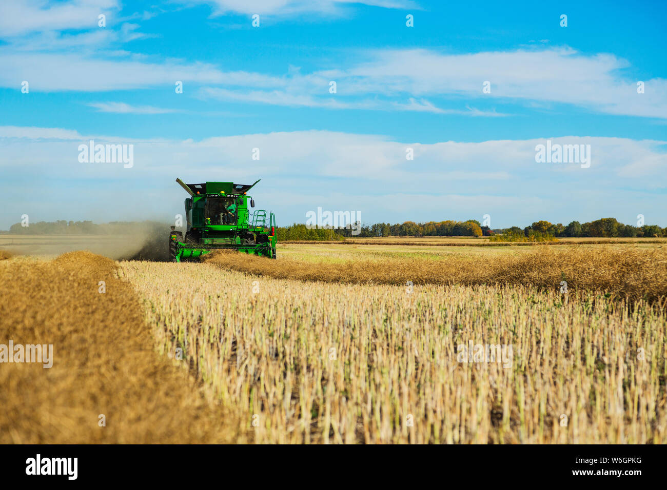 Vater und Sohn der Canola-raps zusammen mit einem auf dem Bauernhof der Familie kombinieren; Rechtliche, Alberta, Kanada Stockfoto