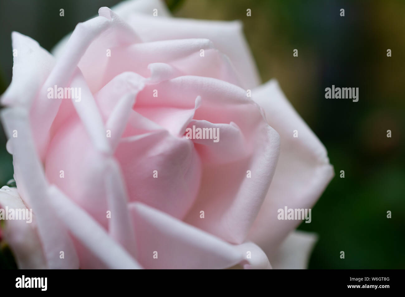 New Dawn, close-up der silbrigen rosa Rose Stockfoto