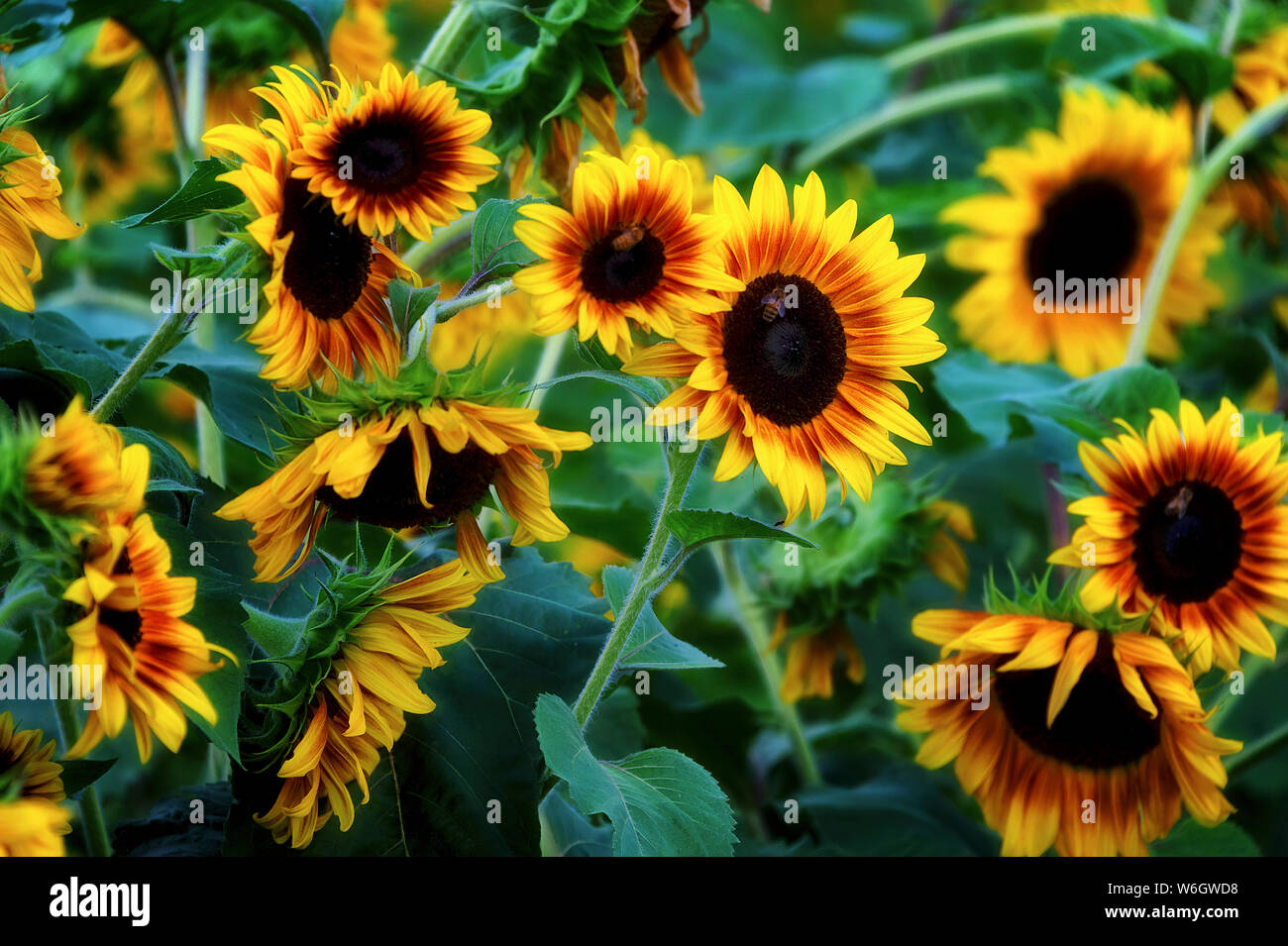 Nahaufnahme von Sonnenblumen von der Abendsonne hervorgehoben. Stockfoto