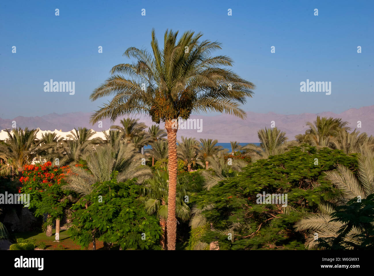 Date Palm Tree Israel Stockfotos und bilder Kaufen Alamy