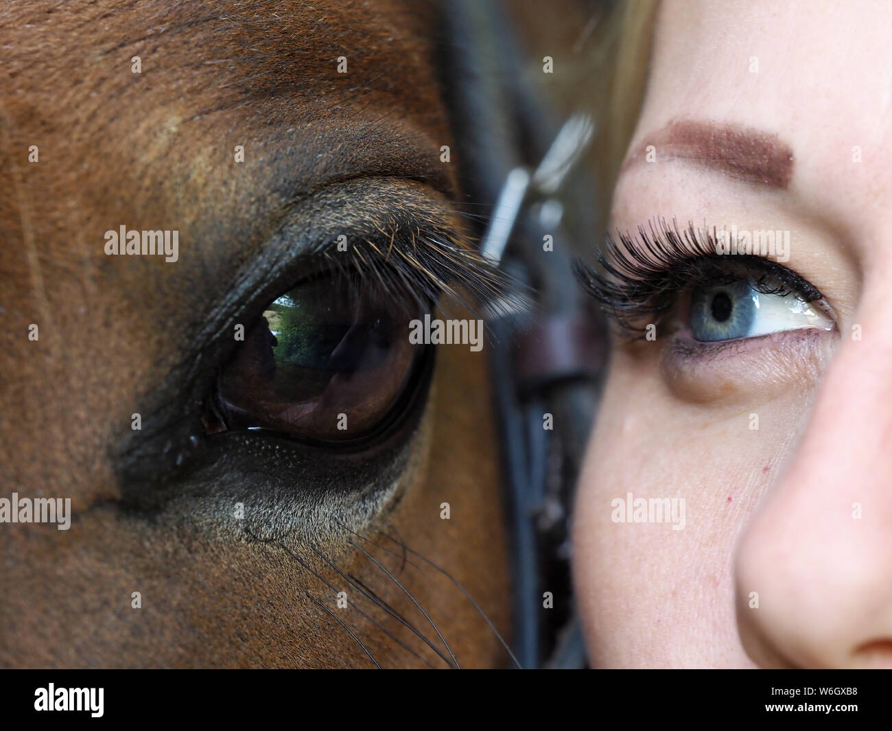 Eine Nahaufnahme von der Seite eines Pferde Gesicht mit seinem Besitzer. Stockfoto