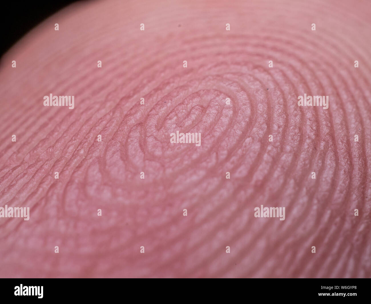 Extreme Makro einer menschlichen Finger zeigen die Fingerabdrücke im Detail Stockfoto