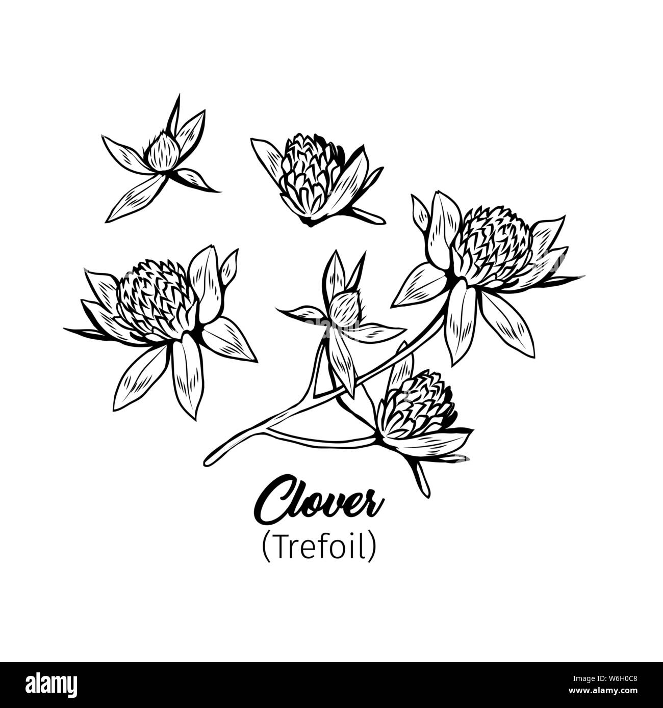 Kleeblüte schwarze Tinte Skizzen. Wildflower Zweig, Blumen und Blüten sowie deren Knospen, Schwarzweißabbildungen Sammlung. Honig Anlage monochrome Botanischen en Stock Vektor