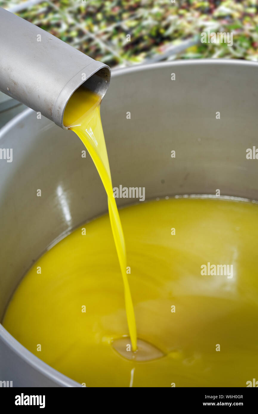 Frisch Olivenöl, in einem Tank gesammelt gedrückt Stockfoto