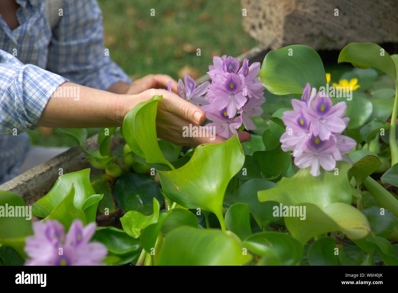 Wasserhyazinthe Lila Blume in einem Garten mit Pool. Stockfoto