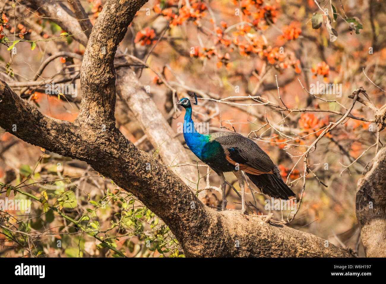 Pfau (Pavo cristatus), stehend auf einem Ast in Ranthambore Nationalpark, Nordindien, Rajasthan, Indien Stockfoto