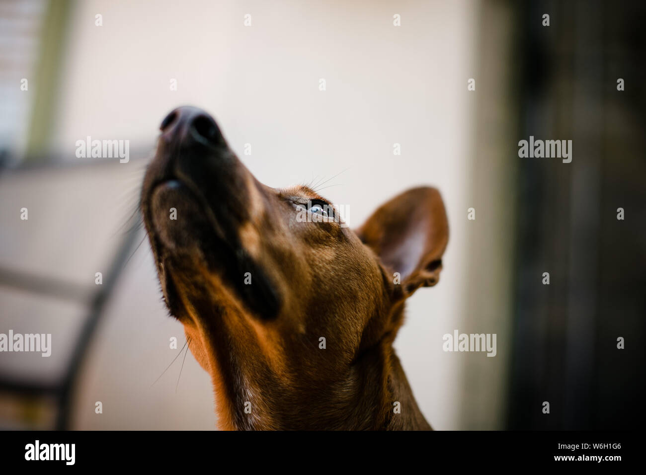 Red Dog stehen Draußen auf Terrasse an einem sonnigen Tag Stockfoto