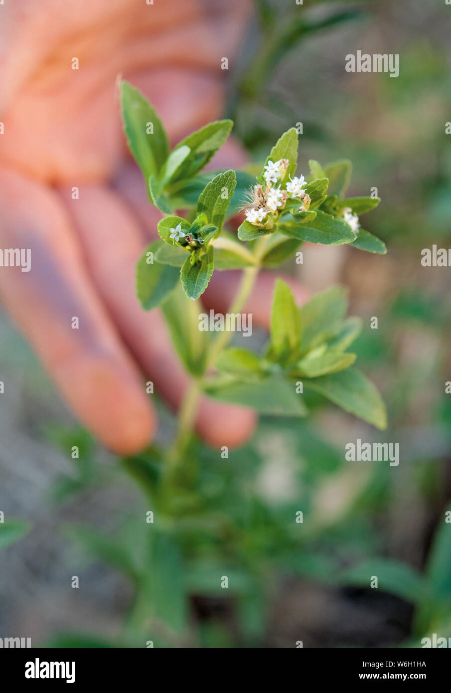 Stevia Blumen und Blätter in einem Gemüsegarten Stockfoto