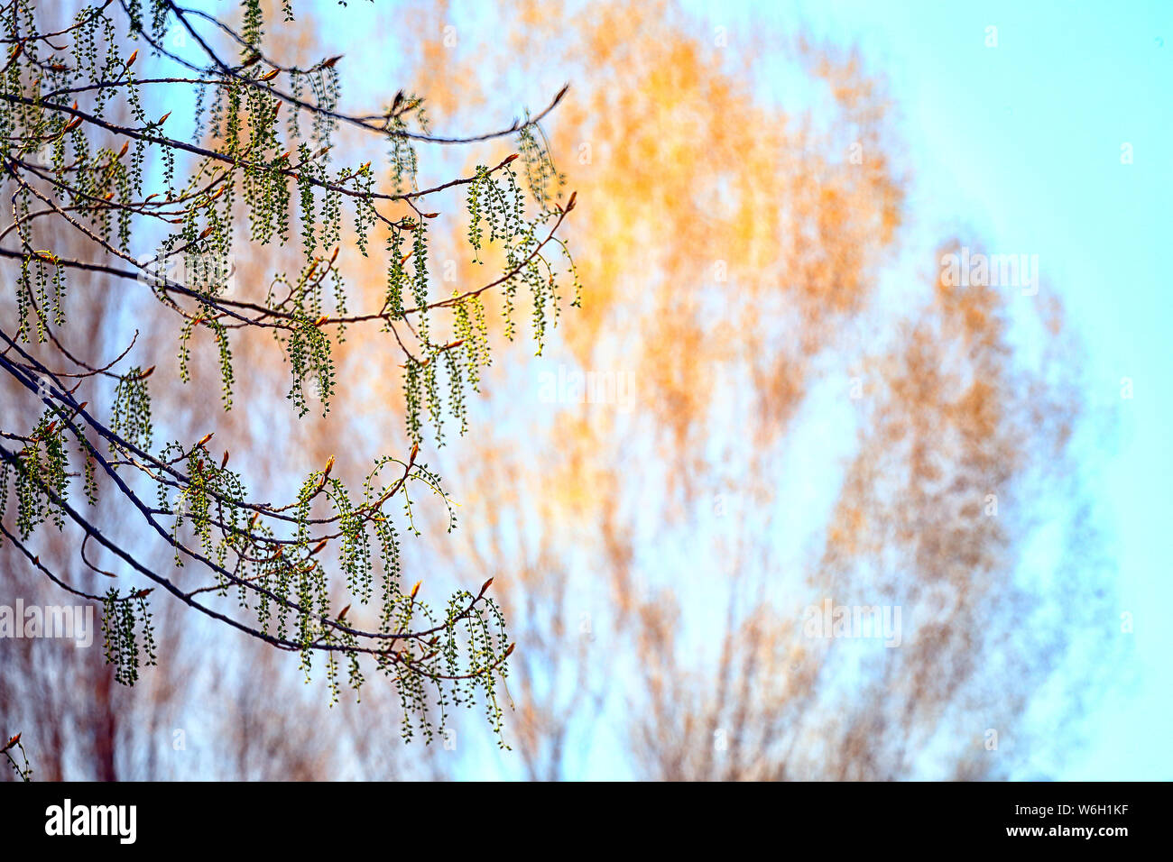 Männliche und weibliche Kätzchen einer Pappel. Populus sp Stockfoto