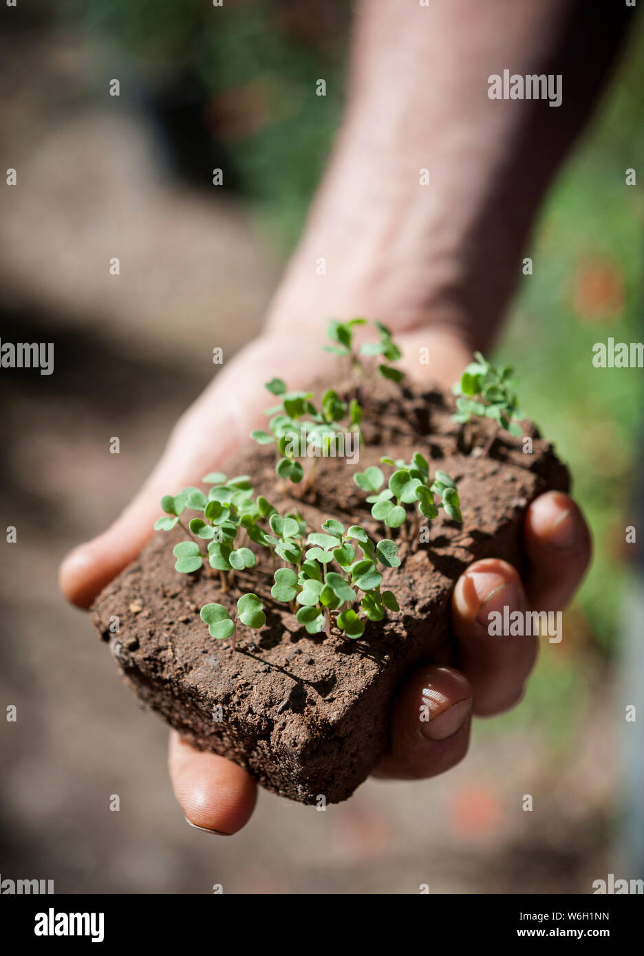 Eine Hand hält junger Trieb Pflanzen, wächst aus einem Klumpen Erde Stockfoto