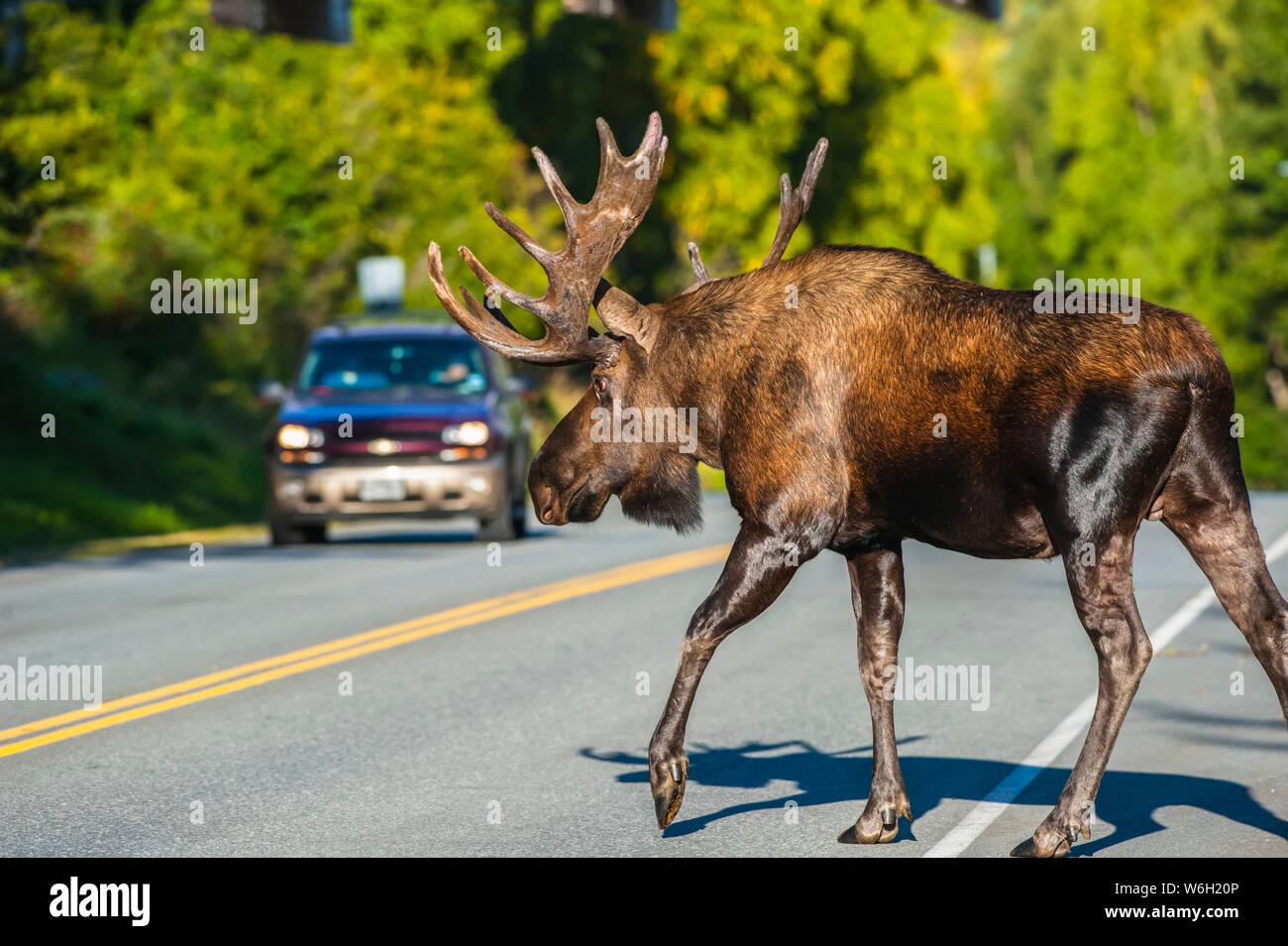 Ein Stier Elch (Alces alces) in Rut stoppt Verkehr bei der Kreuzung Kincade Antrieb in Kincade Park im Südwesten Anchorage an einem sonnigen Herbsttag Stockfoto