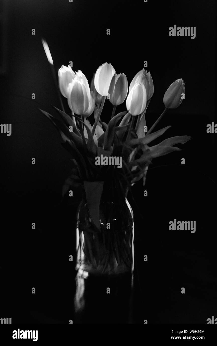 Hintergrundbeleuchtung Schwarze und Weiße Tulpen in der Vase Stockfoto